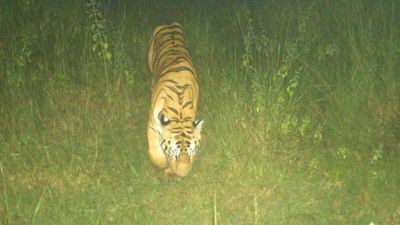 Royal Bengal Tiger travels across four States seeking a ‘home’