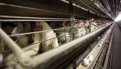 U.S. egg producers conspired to fix prices from 2004 to 2008, an Illinois jury ruled