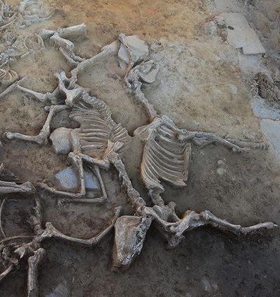 Iron Age Rituals In Spain Involved Repeated Sacrifice Of Horses, Study Finds