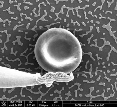 Australian Scientists Create World’s Tiniest Mustache On Red Blood Cell