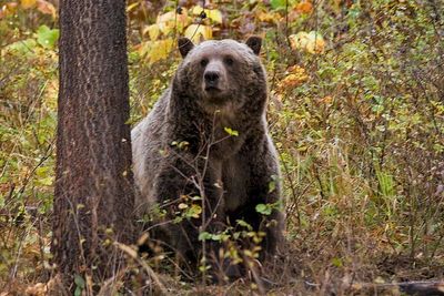 Federal judge shortens Montana's wolf trapping season to protect non-hibernating grizzly bears
