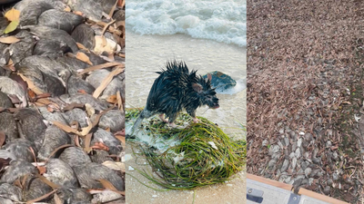 A Queensland Town Has Been Overrun By ‘Cannibal’ Rats In What Sounds Like A Biblical Nightmare