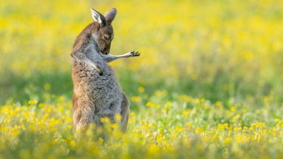 A kangaroo channeling Jimi Hendrix wins Comedy Wildlife Photography Award 2023