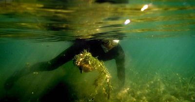 'It was sort of glowing': Alarm as 'killer weed' returns to lake