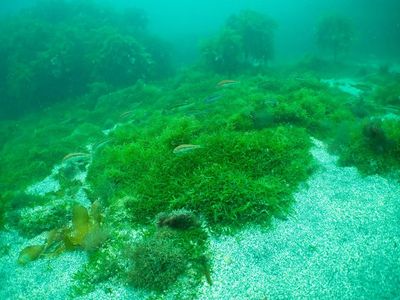 The fast-growing invasive seaweed choking New Zealand’s coastline