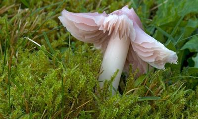 Country diary: We find four globally rare fungi by lunchtime