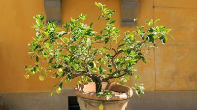 I'm a kitchen gardening expert and here is what I've learned about how to care for a potted lemon tree in winter