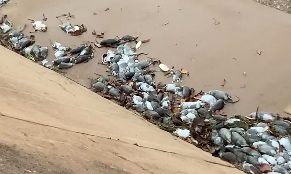 ‘Alive with rats’ north Queensland town of Karumba…