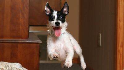 Does your dog get overexcited at the front door? Trainer explains how to improve their behavior
