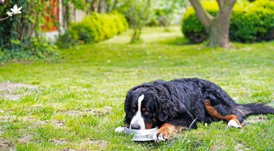 Trainer reveals one tip to prevent food guarding in your dog — and it’s very straightforward