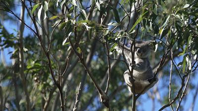 Planting 'koala corridors' to save Australia's endangered marsupial