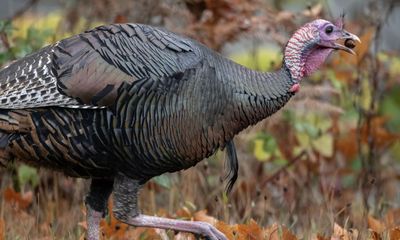 ‘Our little uniter’: New Jersey town bereft by capture of Turkules the wild turkey