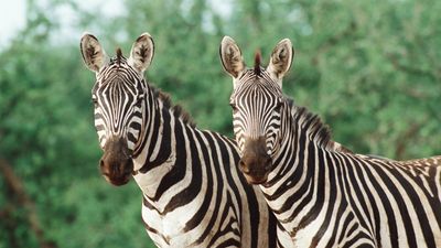 Garmin is building a heart rate monitor that'll work on a zebra's butt