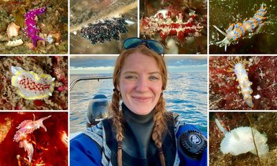 ‘They’re inherently charismatic’: the amateur sleuths hooked on sea slugs