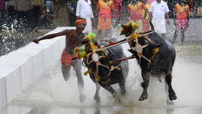 Political rivals BJP and Congress come together to hold Kambala in Bengaluru