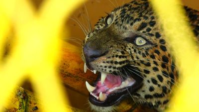 Leopard task force for Bengaluru to be set up in two days: Eshwar Khandre