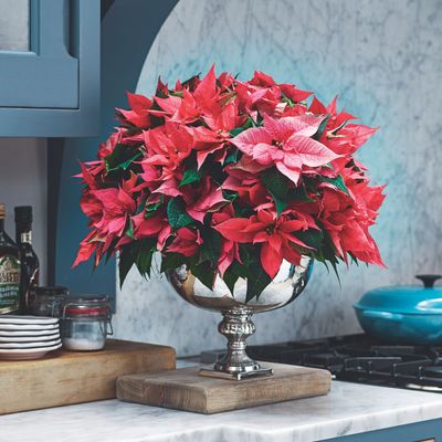 Why is my poinsettia dropping leaves? 5 common causes and how to rescue your plant