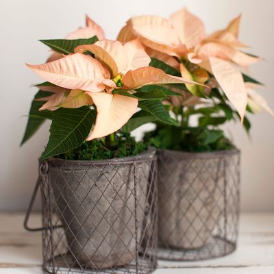 Why is my poinsettia dropping leaves? - 5 possible reasons and what to do about it