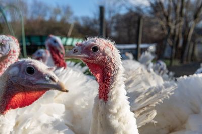 Bob Ryan’s Thanksgiving Dinner breakdown