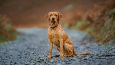 32 reasons to love Labradors