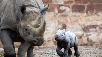 Endangered Baby Rhino’s Birth Captured On CCTV At UK Zoo