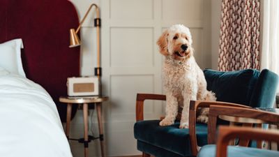 How to get rid of pet odor in a small space — 9 fail-safe tips from cleaning experts