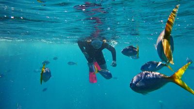 Calls for reef protection after tourism industry boost