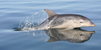 Australian dolphins have the world's highest concentrations of ‘forever chemicals’