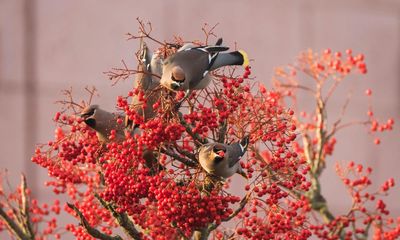 Country diary: Voracious, stunning and sometimes drunk – the waxwings are here