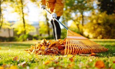 Trust in nature – and stop raking up your garden leaves