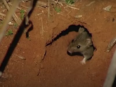 Thousands of rats cause havoc in Queensland amid plague fears: ‘They’re eating everything’