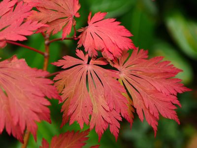 Gardeners say this tree is perfect for fall foliage, and now is the time to plant one - Here are 4 tips on where it should go
