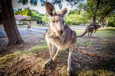 Killing kangaroos could be banned in metro Melbourne in plan hailed as ‘step in the right direction’