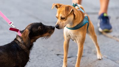 Why dogs should never meet face-to-face on leash, according to an expert