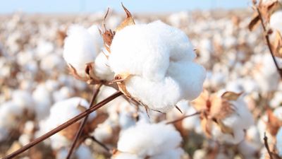 How to grow cotton from seed – all you need to know about growing these heat-loving plants