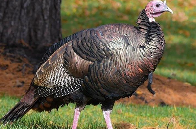 Turkules the wild turkey’s reign over New Jersey town comes to an end