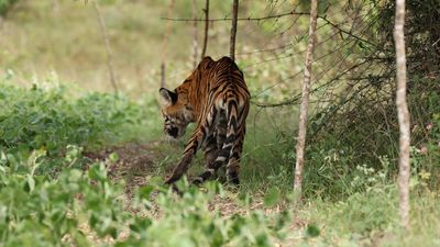 Tiger dies in Maddur range of Bandipur National Park