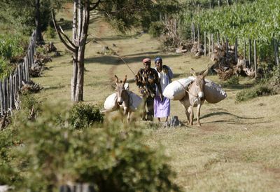 Kenya’s Ogiek people fight on against eviction from Mau Forest