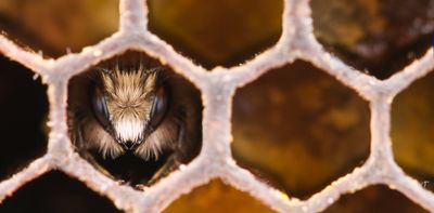 Honeybees cluster together when it’s cold – but we’ve been completely wrong about why