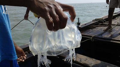 Jellyfish fisheries a potential income source, but sustainable management crucial: CMFRI