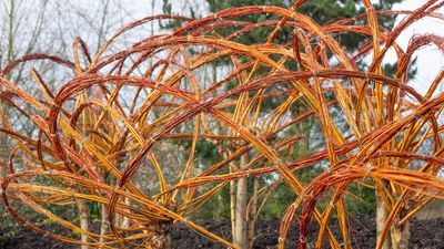 Plants with attractive winter bark – color and texture for when the backyard is bare
