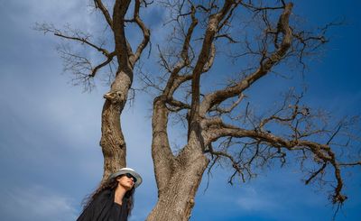 Tia-Thuy Nguyen encases Chateau La Coste oak tree in tonne of stainless steel strips