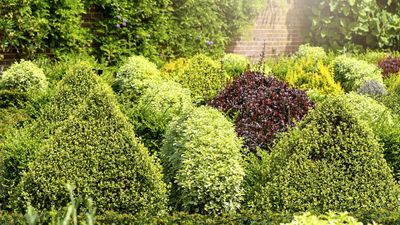 Professional gardeners reveal when to trim evergreen bushes to keep plants healthy and thriving