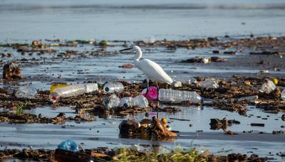 Climate change is altering animal brains and behavior