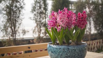 Best hyacinth varieties – 15 seasonal bulb choices that will fill your home and yard with heavenly scent