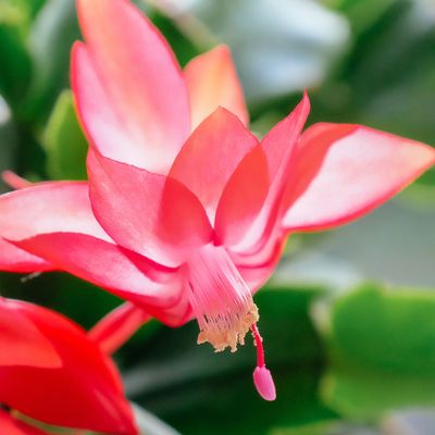 Common Christmas cactus problems and how to avoid them