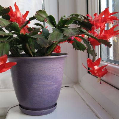 8 common Christmas cactus problems – how to spot them and solve them before it's too late