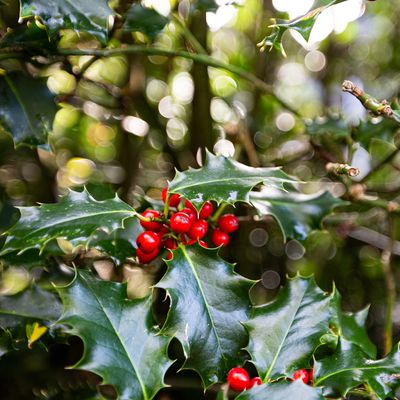 7 festive plants that are poisonous to pets – experts urge pet owners to be vigilant this Christmas