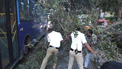 Tree falls on vehicles in Dharwad