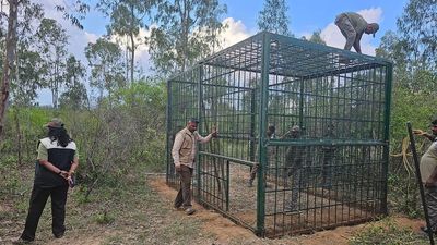 Tiger attack: Combing operation commences at Hediyala range of Bandipur